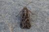 Euxoa sp.
